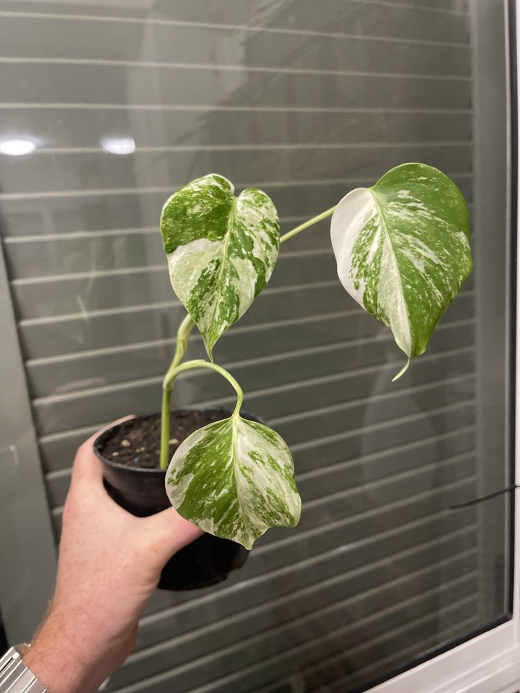 Planta Monstera variagata