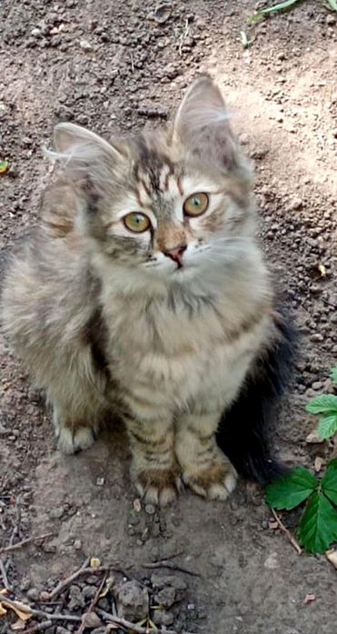 Отдам пушистого котёнка-девочку