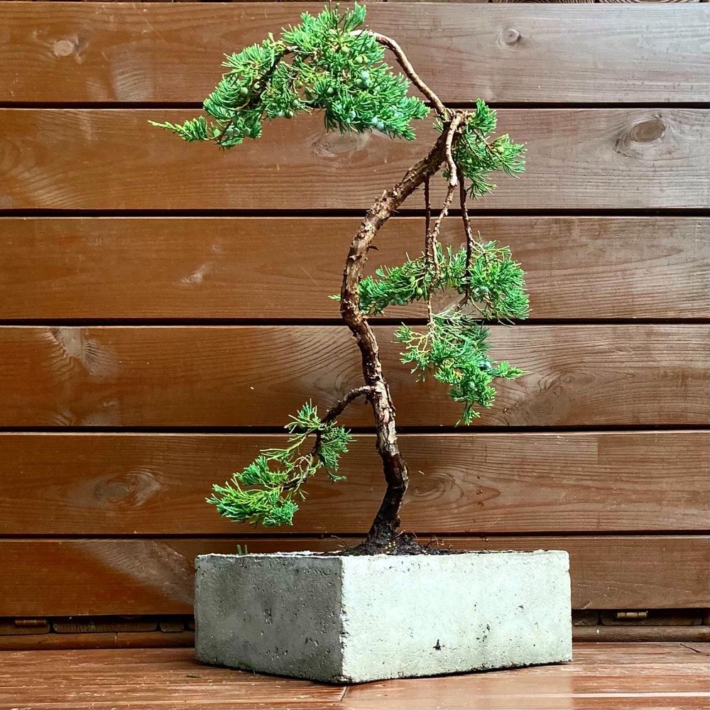 Bonsai w ręcznie wykonanej donicy z betonu