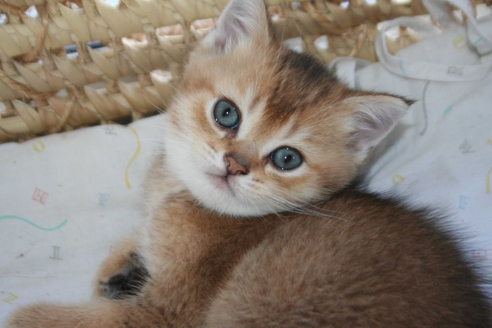 Шиншилятко з розумними очима