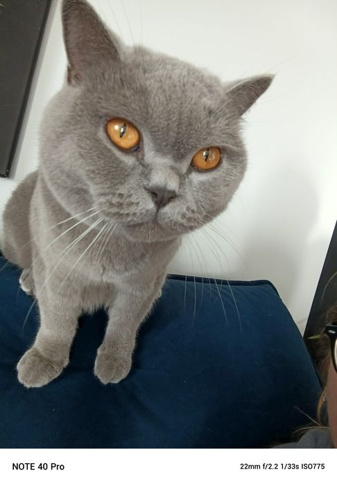 Oddam kota brytyjskiego krótkowłosego