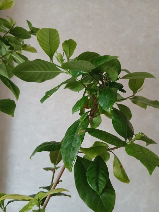 Продам гарденію жасминовидну