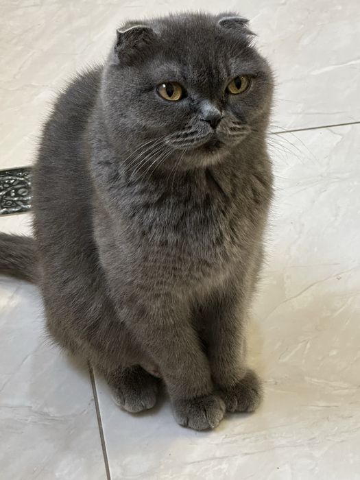 Вязка британка Мукачево