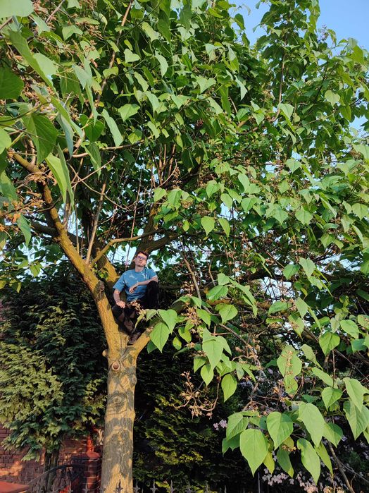 Paulownia Shang Tong - Dwuletnie sadzonki szybko rosnące. PRODUCENT
