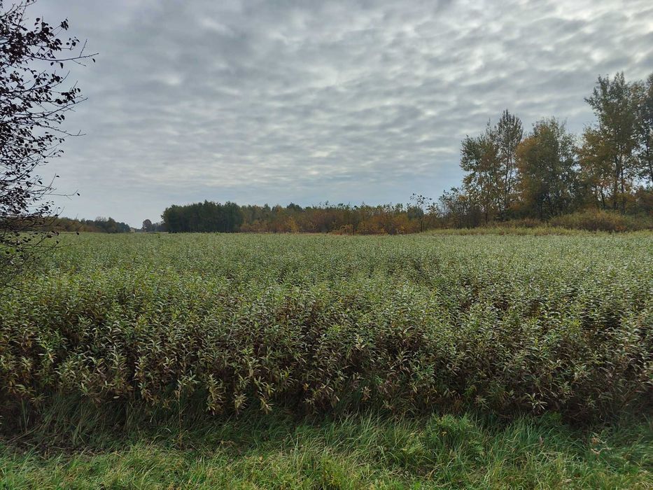 Wiklina zielona na polu