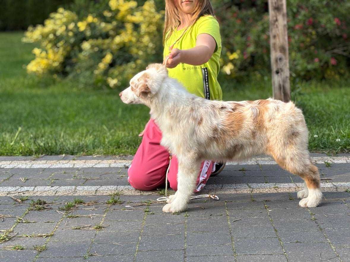 Owczarek australijski typ amerykański aussie ZKwP/FCI