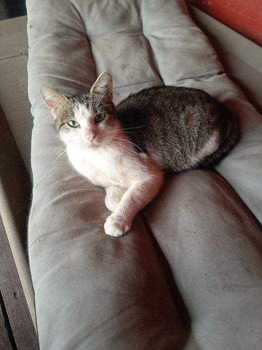 Kot kotka wysterelizowana młoda przyjazna