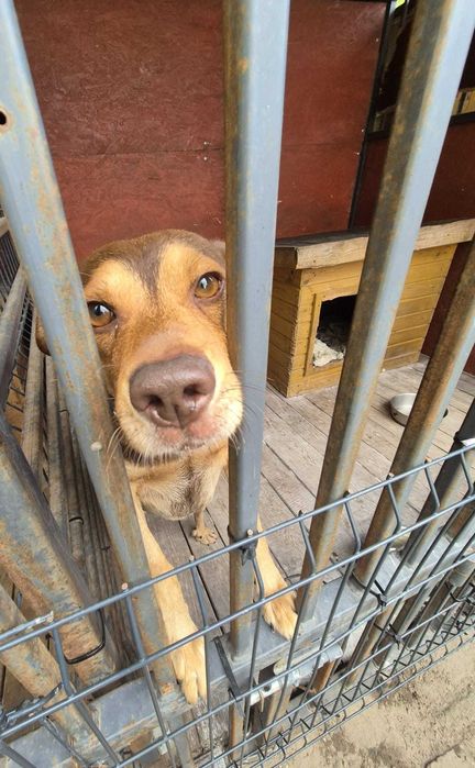 Młody, wesoły, średniej wielkości pies szuka domu.