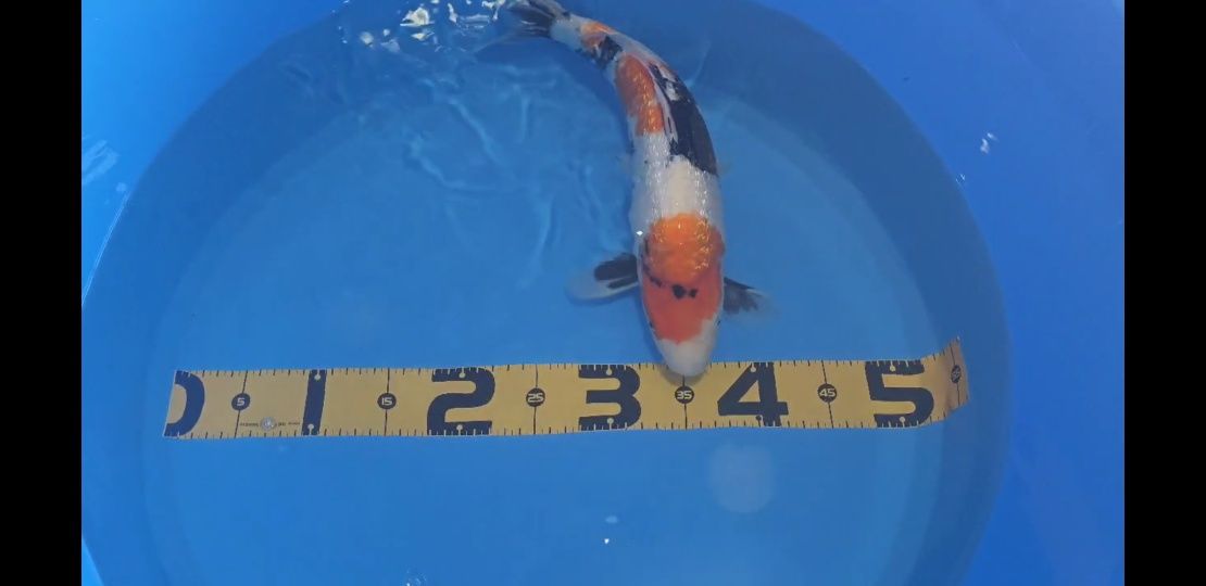 Koi Showa Ginring 40cm