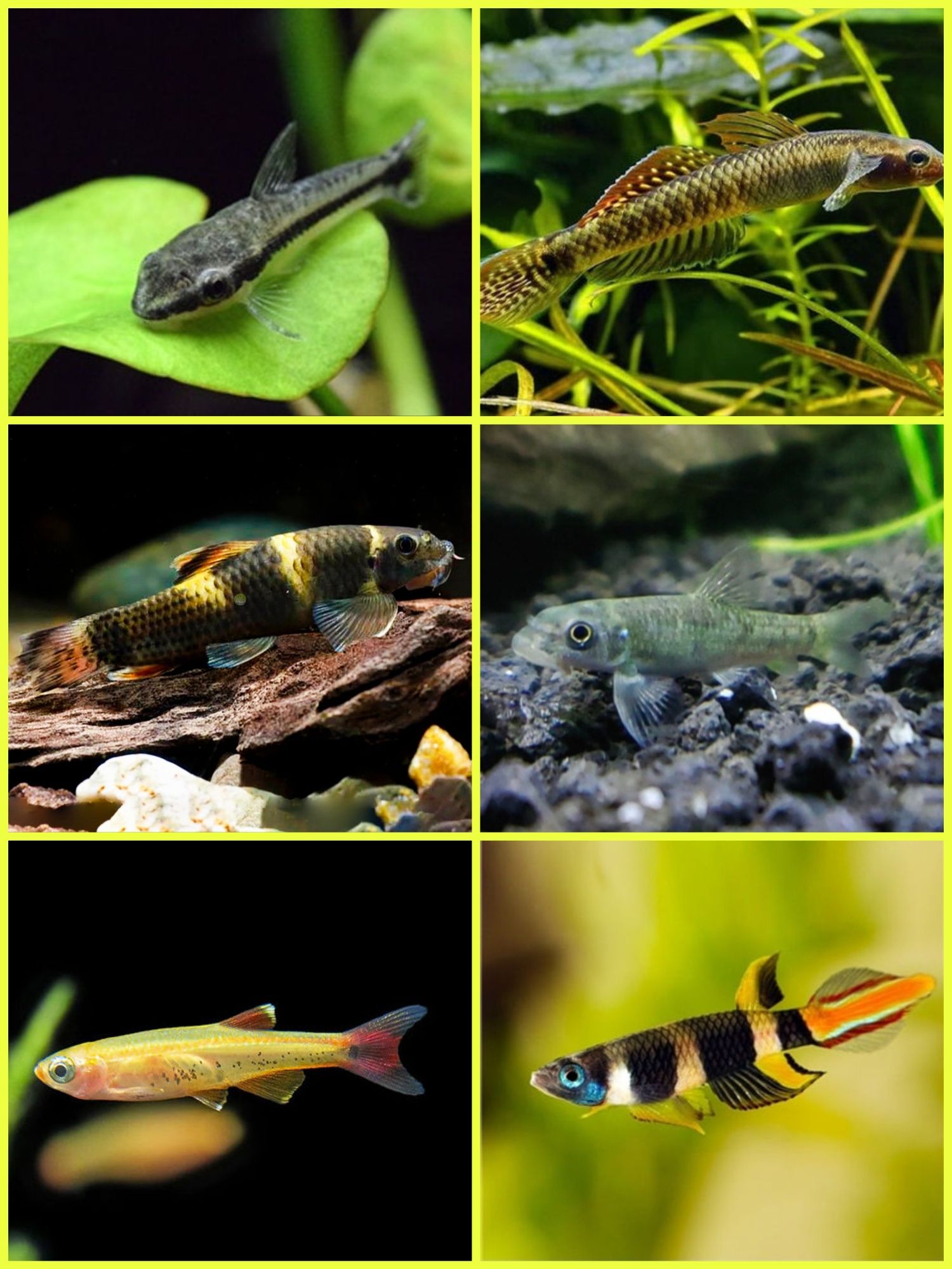 Aquasousa.com - Tetras, Guppys, Corydoras, Neons e muito muito mais...