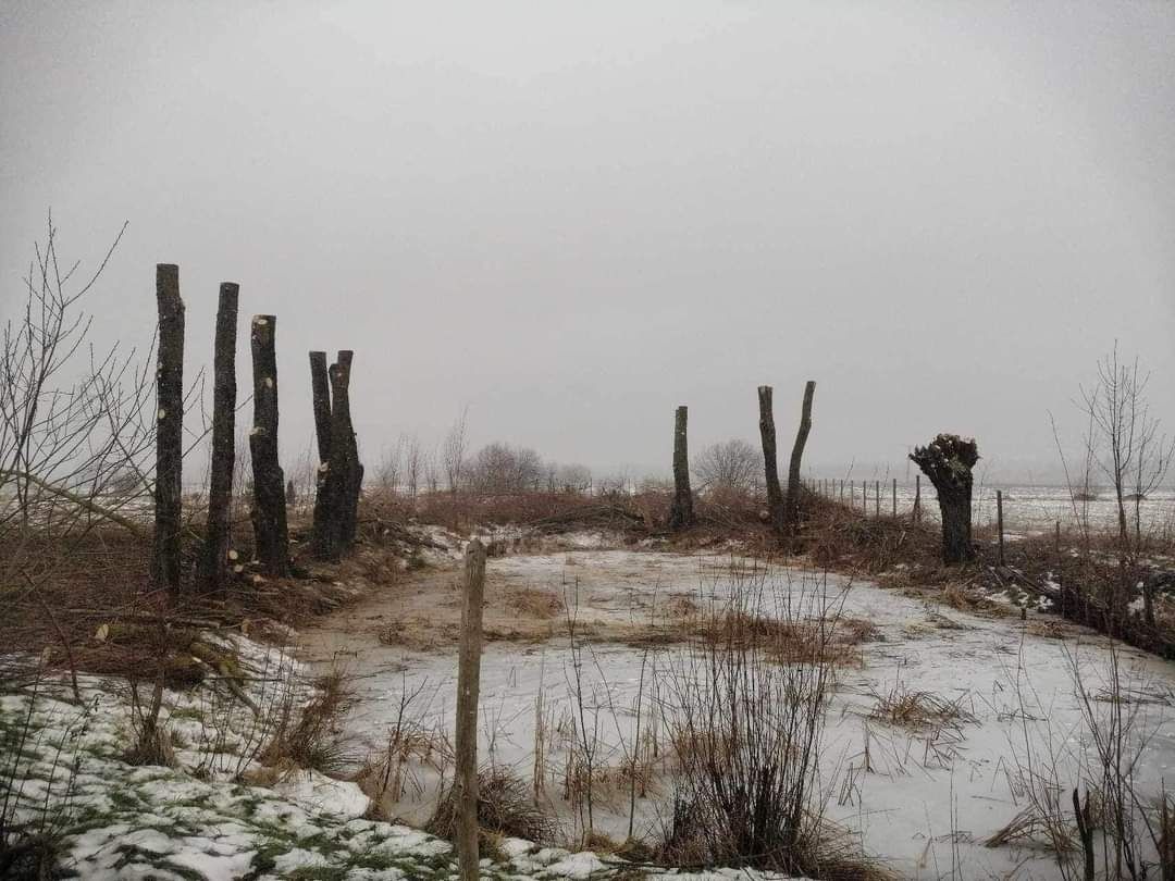 Wycinka drzew metoda alpinistyczna / tradycyjna