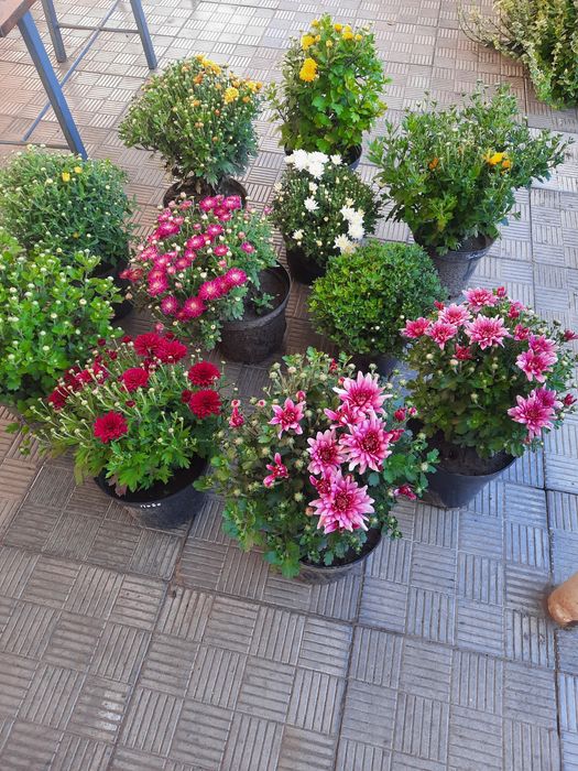 Хризантема великий вибір. хоста, бересклет, ромашка