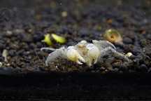Krab Micro (Limnopilos NAIYANETRI) Ketrab
