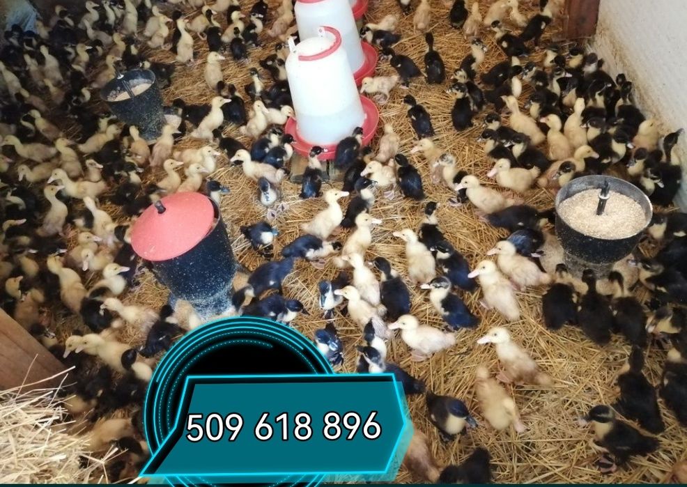 Rossa kury 22 Zielononóżki