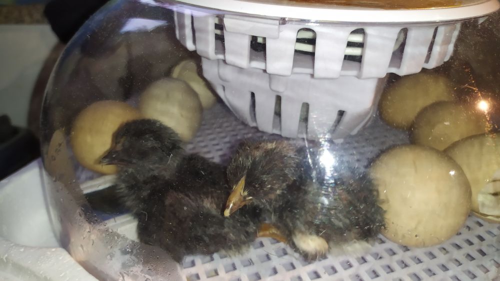 Incubadora Automática / Chocadeira 12 ovos