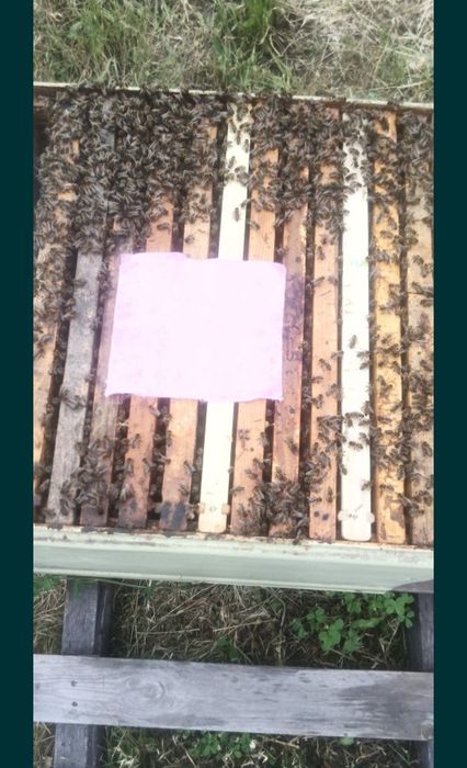 Бджолопакети Карніка