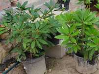Rododendrony 3 szt