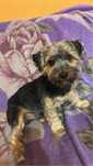Oddam psa yorka terrier