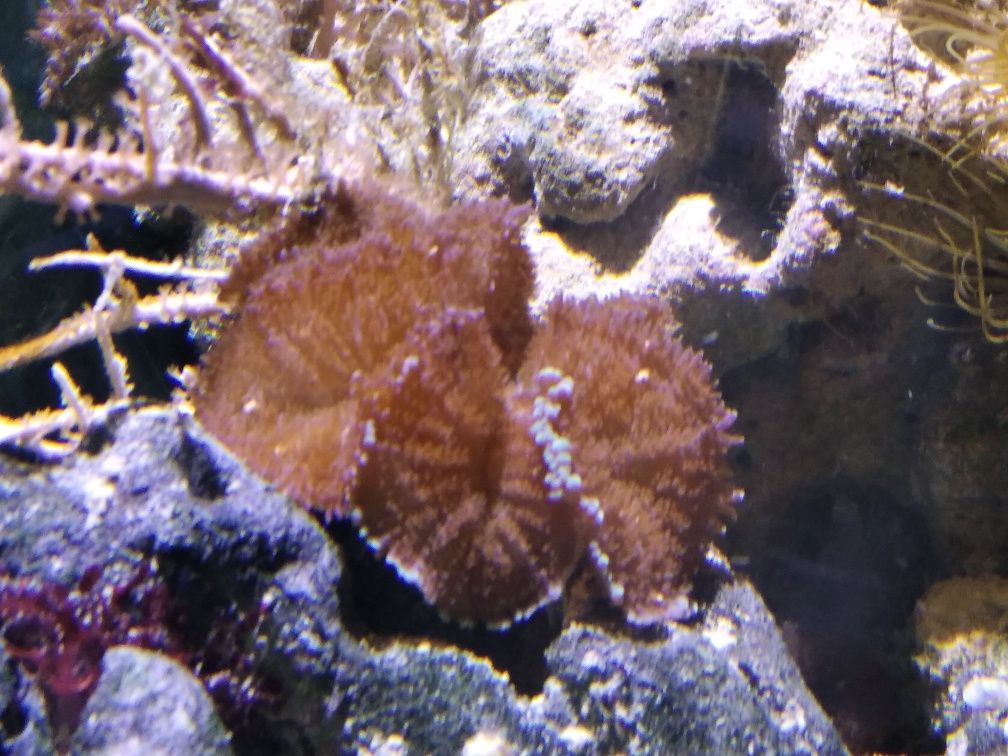 Корали,для морського акваріума