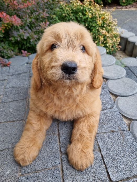 Golden & Pudel goldendoodle mini piesek