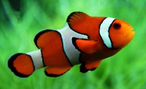 Amphiprion ocellaris ,nemo ,błazenek Akwarystyka morska Śląsk