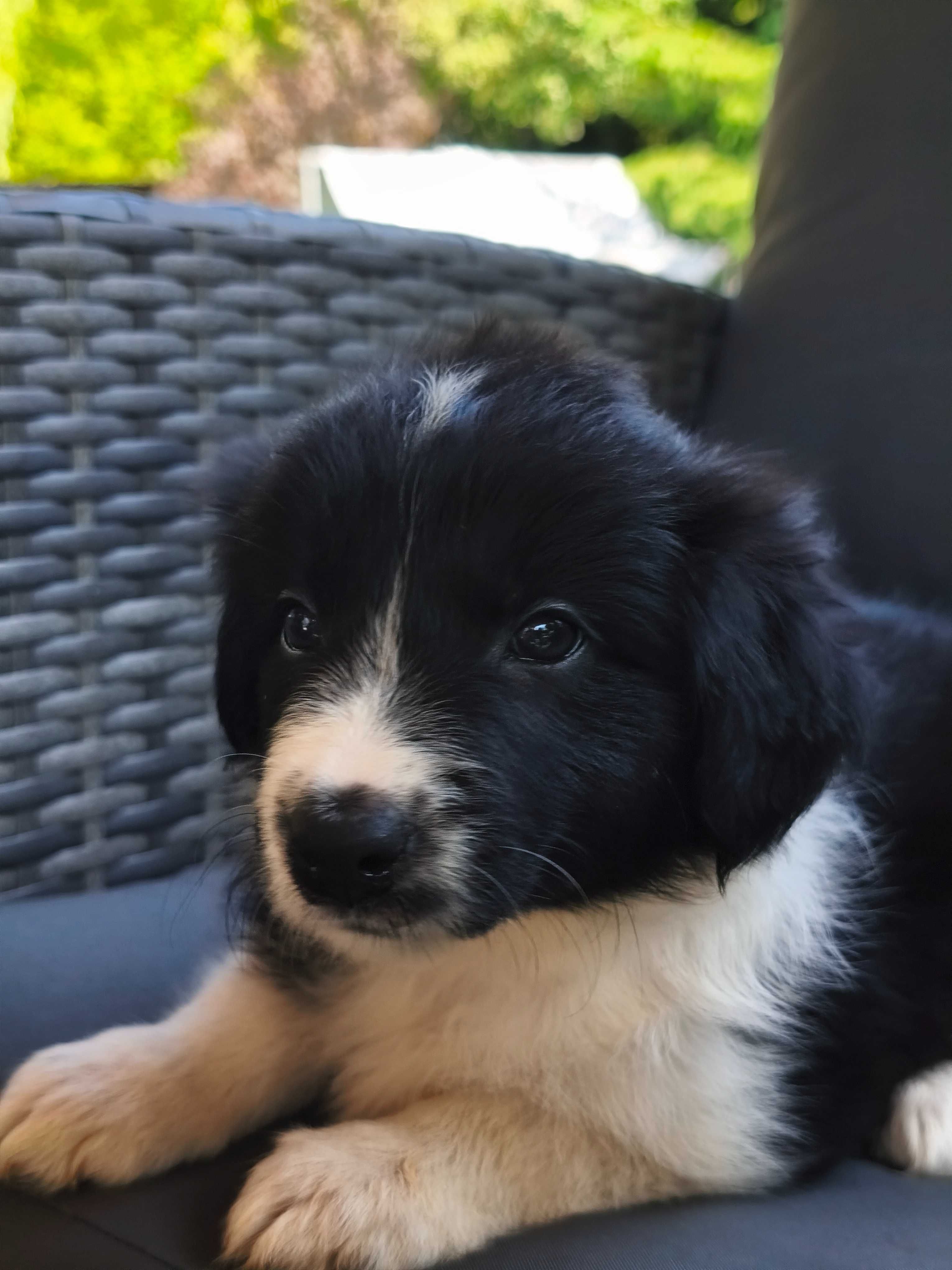 Border Collie - piękna suczka - Cendy