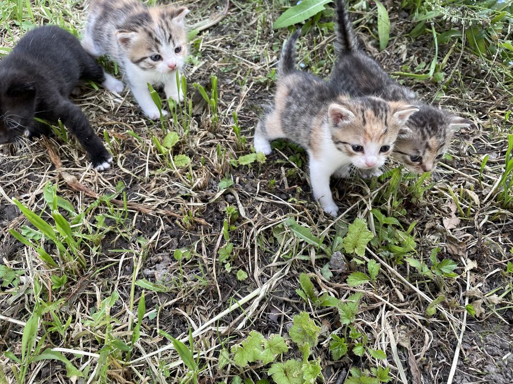 Кошенята коти котики