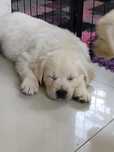 Golden retriever szczenięta FCI ZKwP suczki