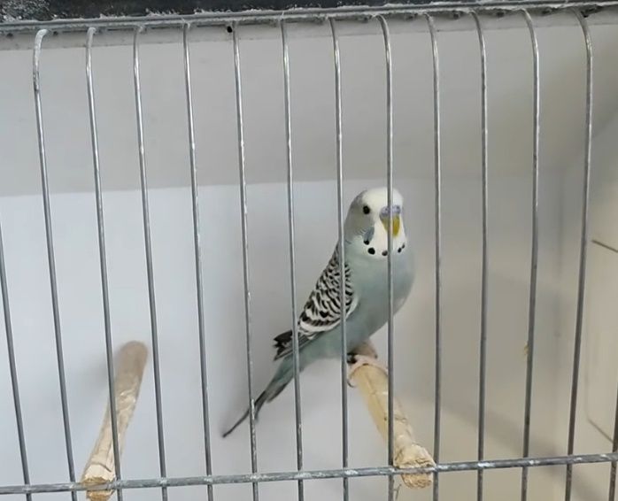 Periquitos australianos