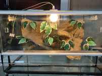 Terrarium 50x30x30 cm gekon i inne z oświetleniem i termostatem