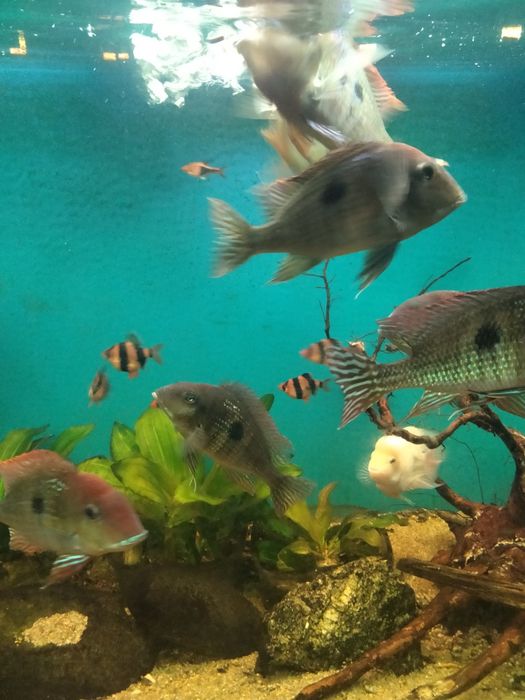 Геофагус красноголовый