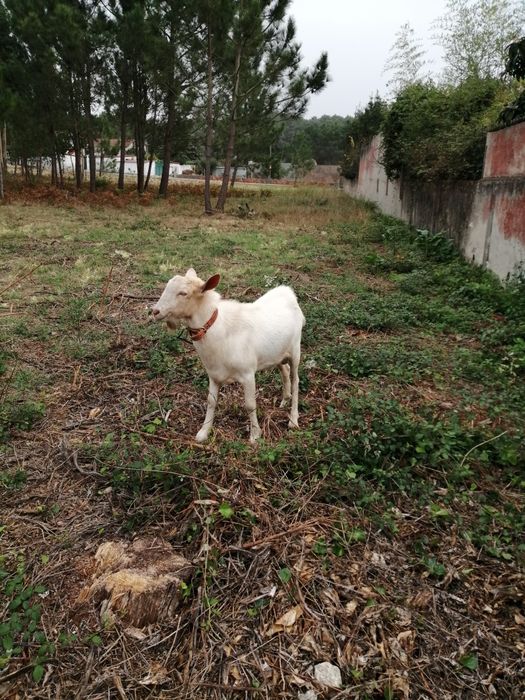 Caprinos para venda