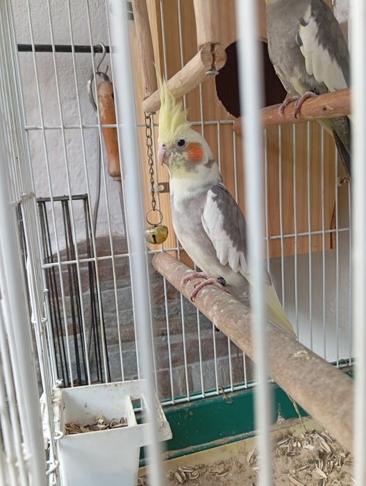 Caturra fêmea deste ano