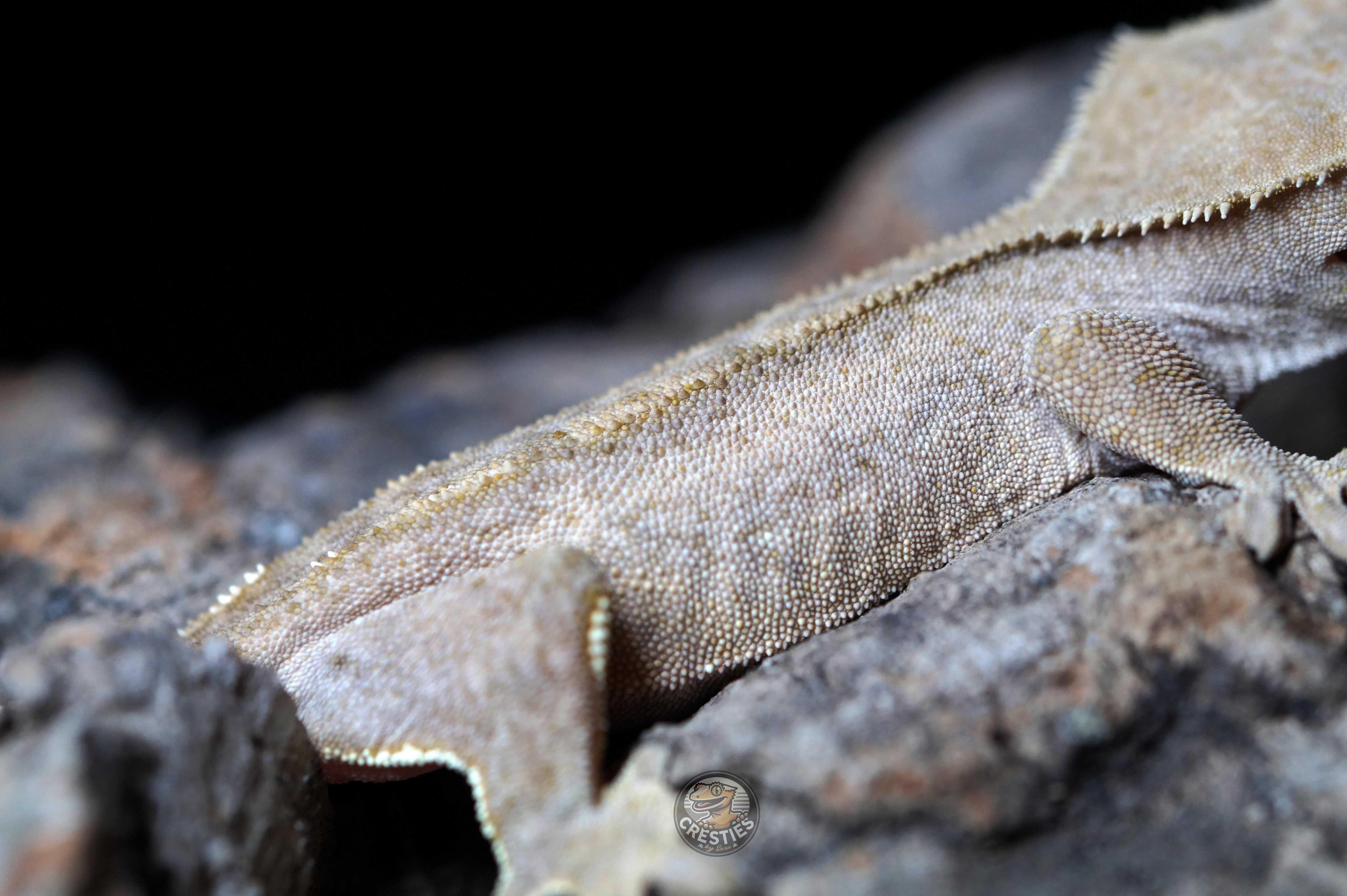 Gekon orzęsiony - Correlophus Ciliatus