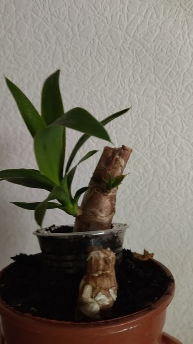 Комнатная юкка .