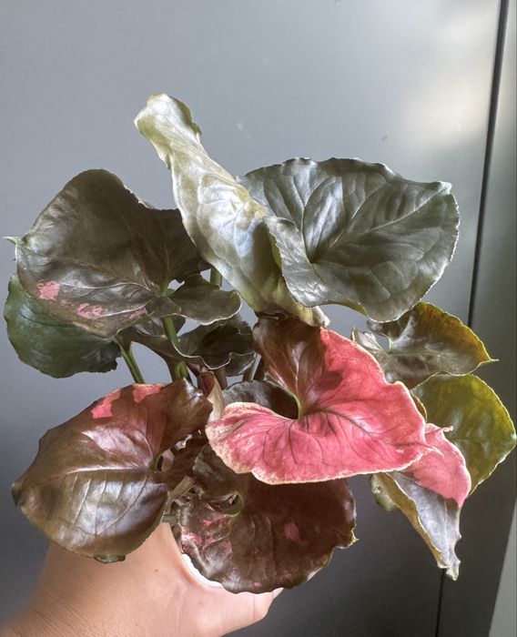 Syngonium Strawberry Ice