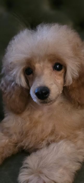 Pudel pudelki miniaturowe- chłopiec.