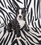 Boston Terrier śliczna suczka