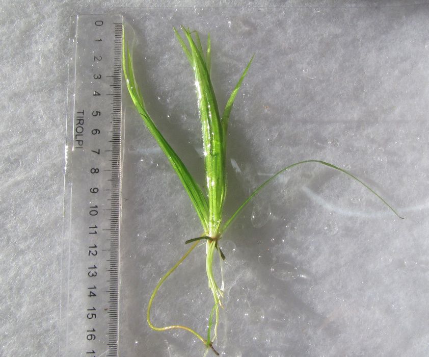 Vallisneria Americana-[Natans] Nurzaniec sadzonki/a