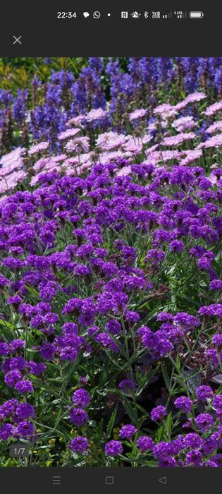 Rudbekia owłosiona naga, odętka werbena