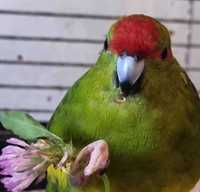 Какарики та Корелли - ідеальні домашні папуги