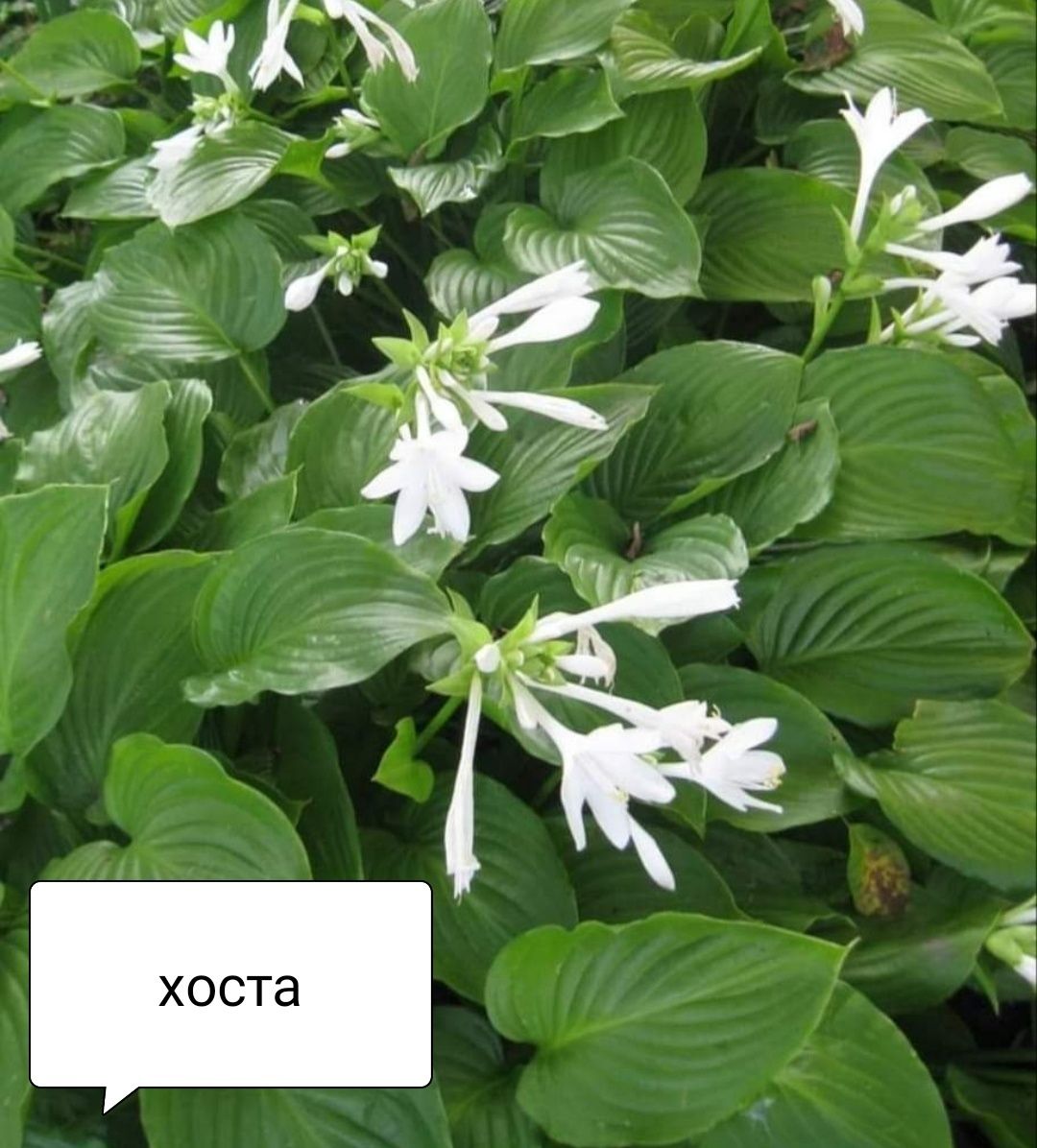Продам квіти багаторічні