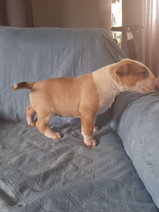 Bulterier standard -pies