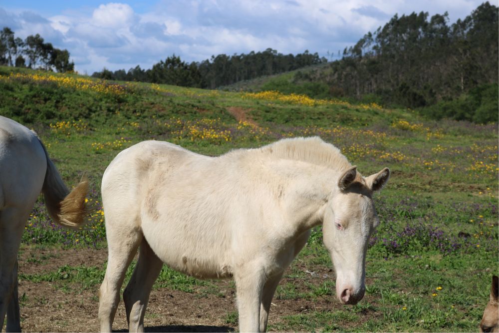 Poldro lusitano puro 1 ano