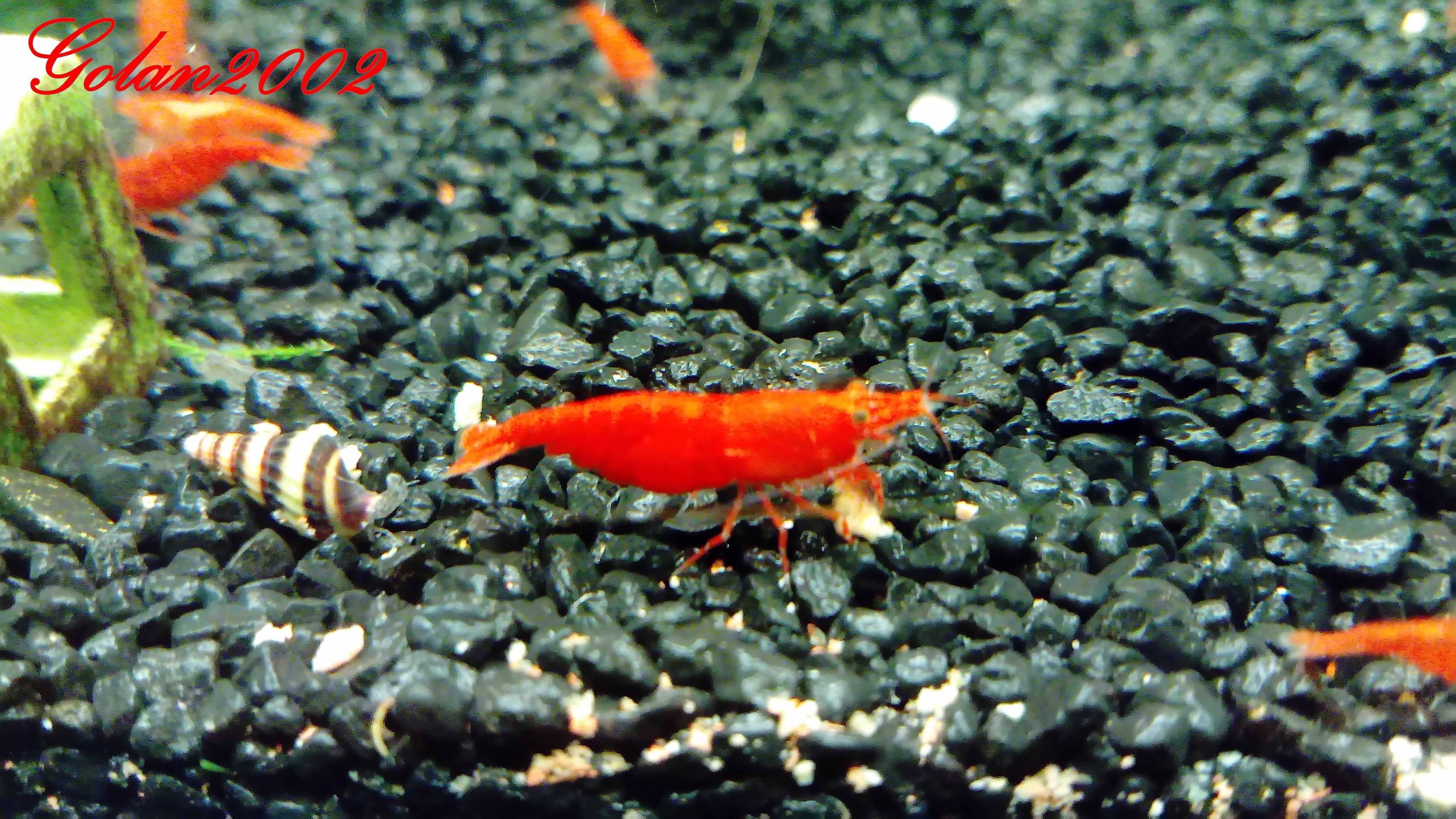 Krewetki Sakura Red 10+1 Selekcjonowane Ładne