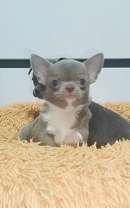 Девочка чихуахуа лиловая.,,