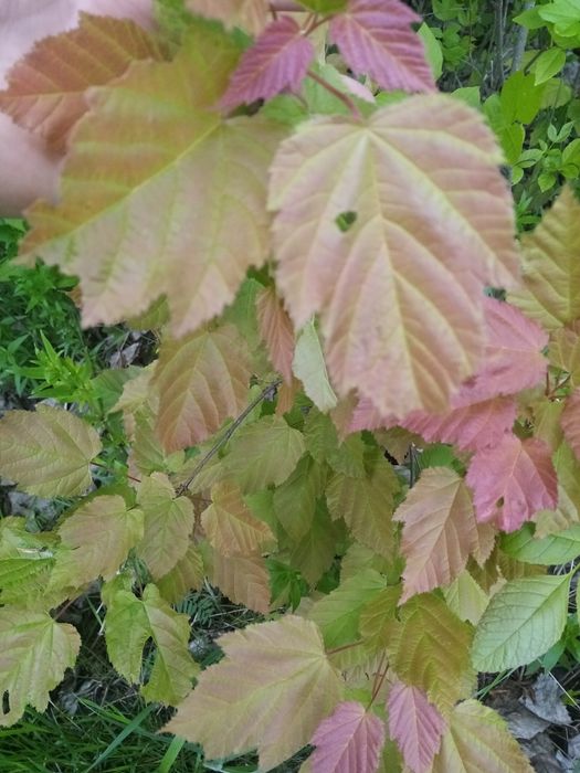 Клен татарский или черноклен. Медонос.