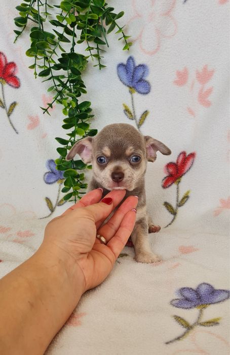 Estupendo mini Lilac Tan Chihuahua/Chiuaua de Qualidade