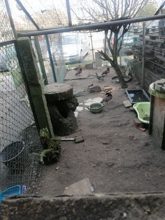 Kaczory mandarynki i kury feniksy