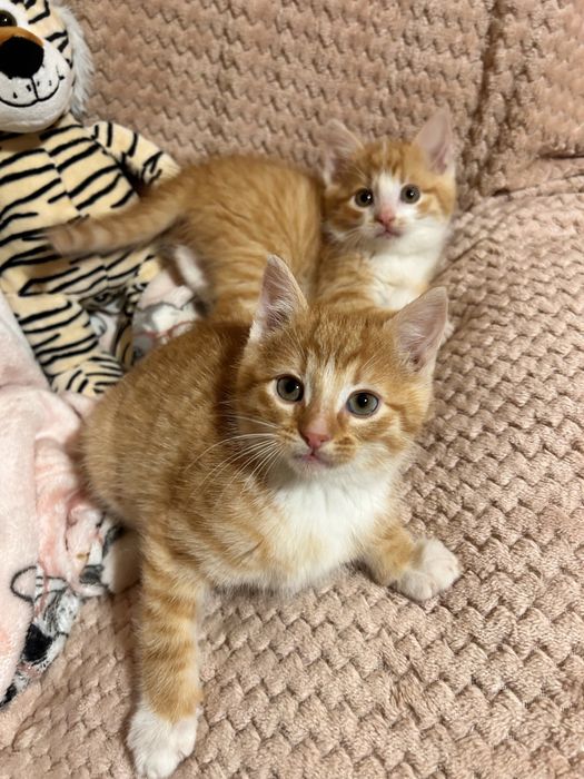 Cudowni bracia do adopcji